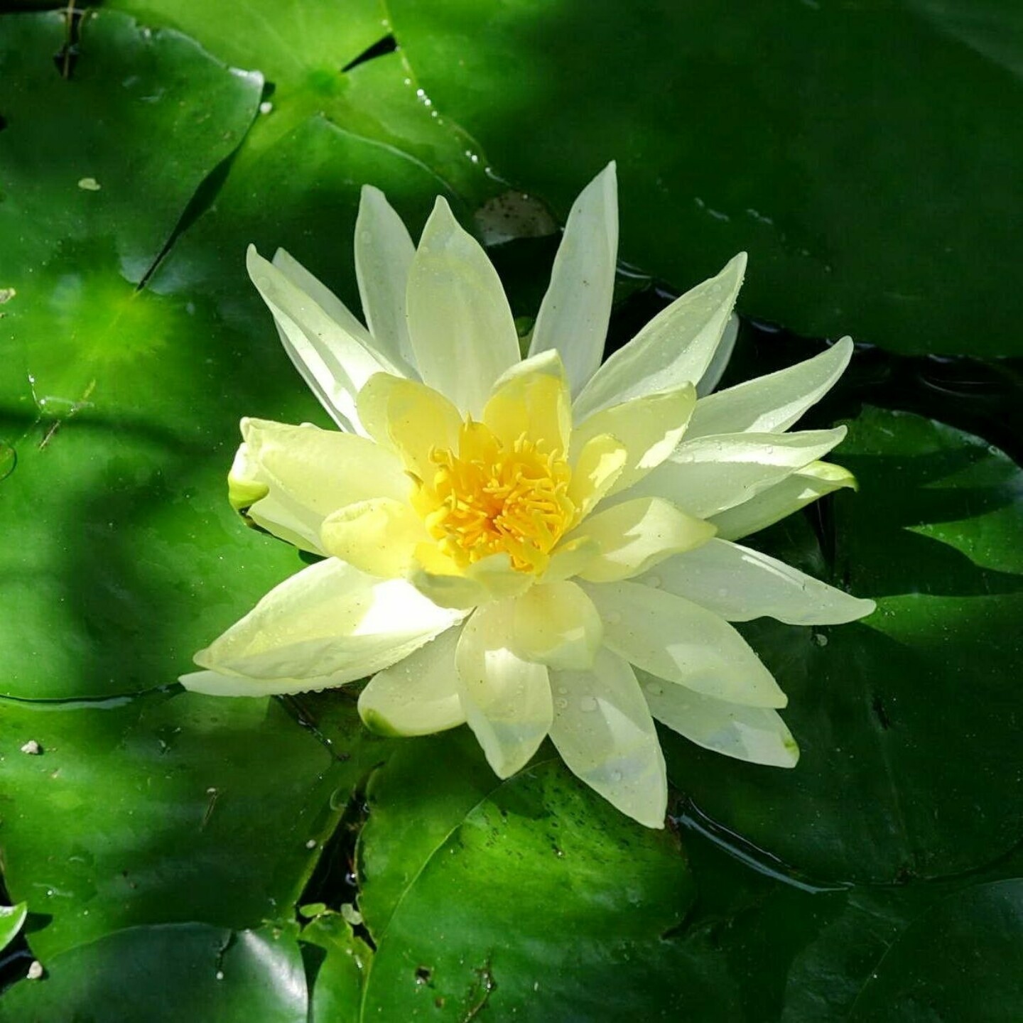 What is peace lotus flower