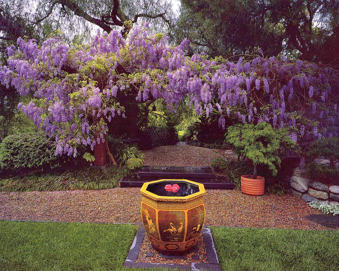 Crop_1280px-witdth_June-3-MW-Wisteria-and-Chinese-Pot.jpg#asset:14105