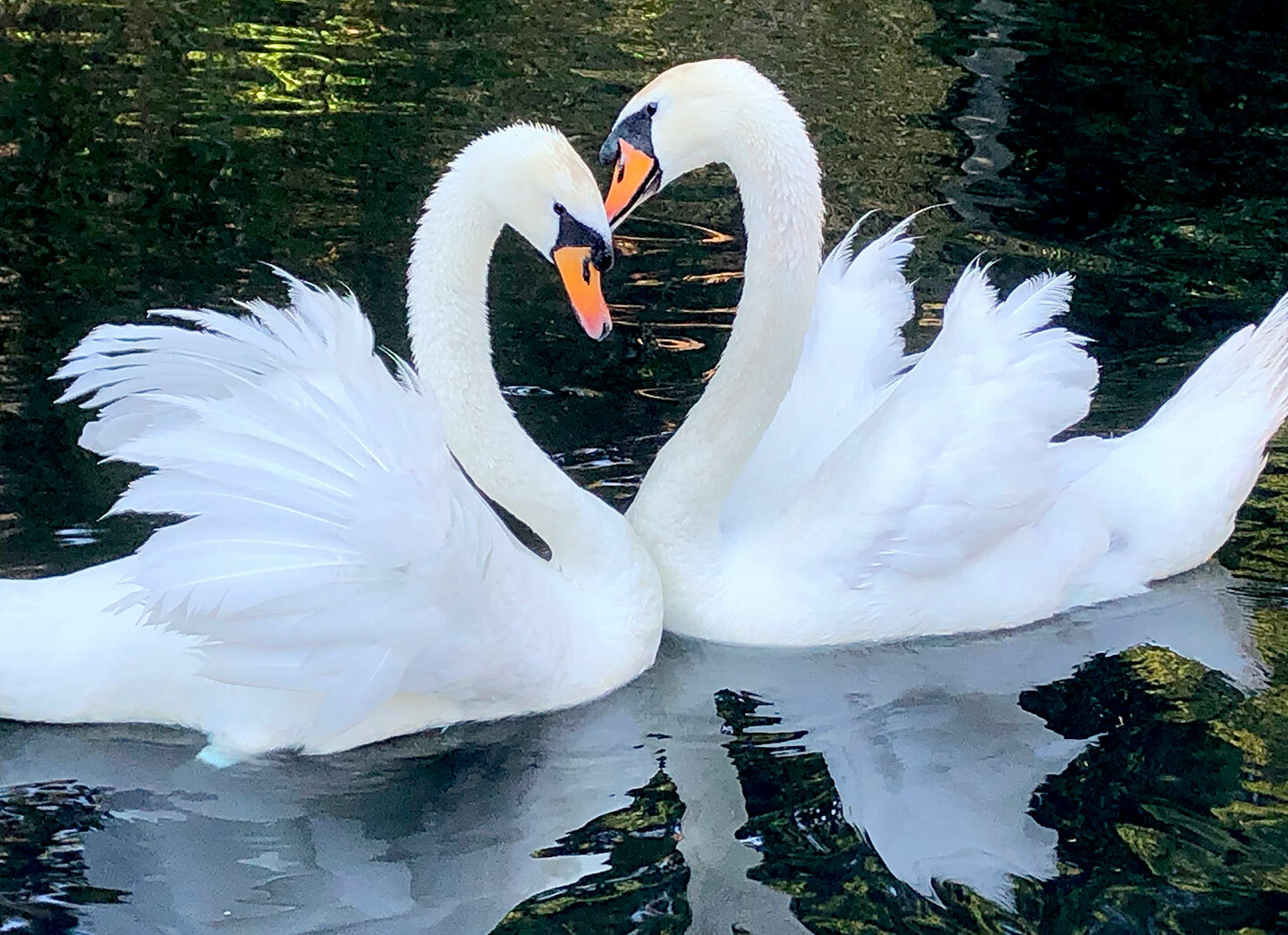 Lake Shrine two swans together blog
