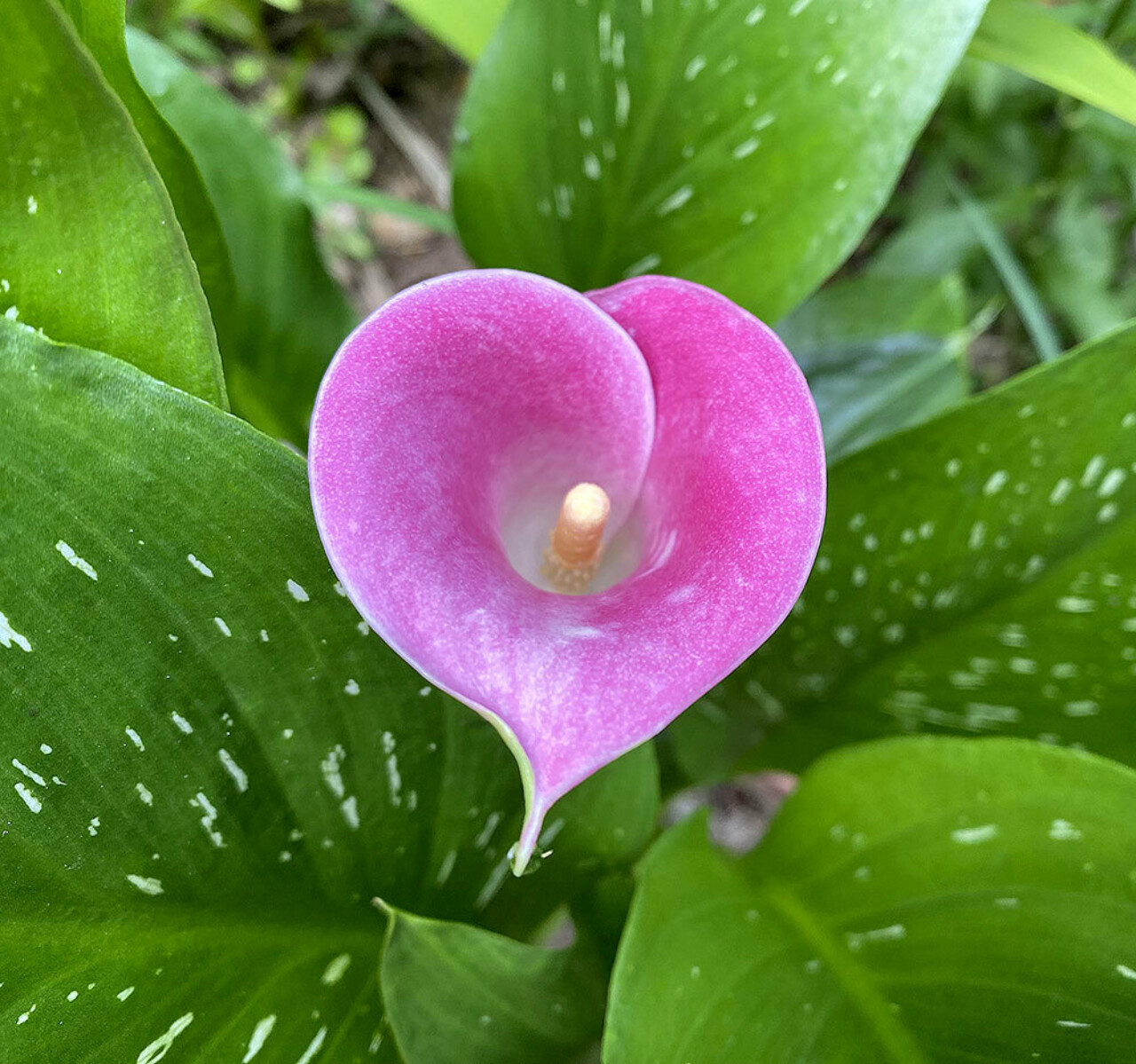 2024 February Gratitude Blog lotus