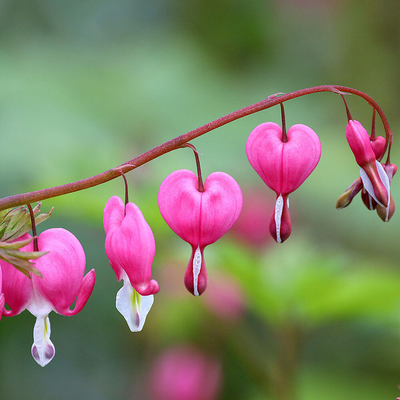 2026 Feb Gratitude Letter square