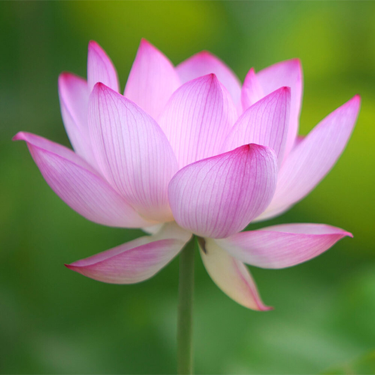 Awakening Divine Love 2026 February Retreat square