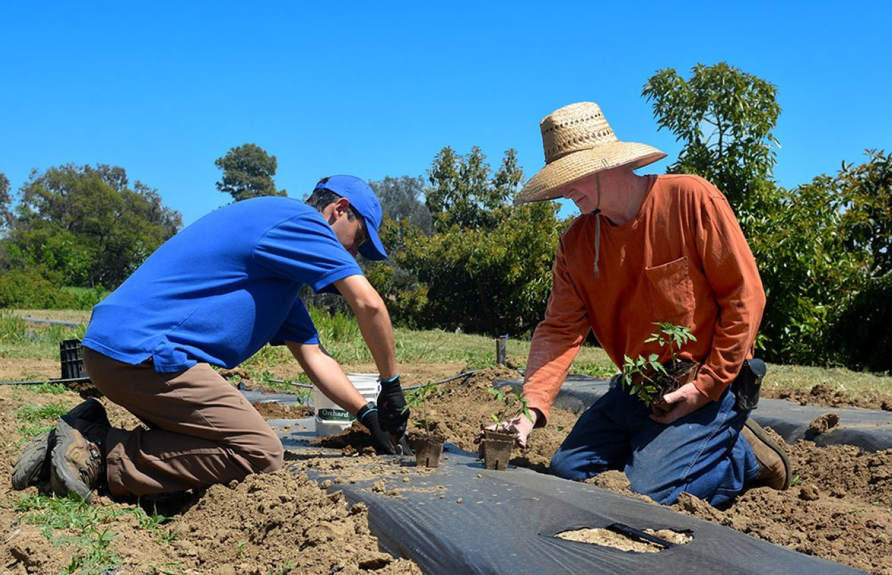 Monks plant tomatoes at the Mother Center