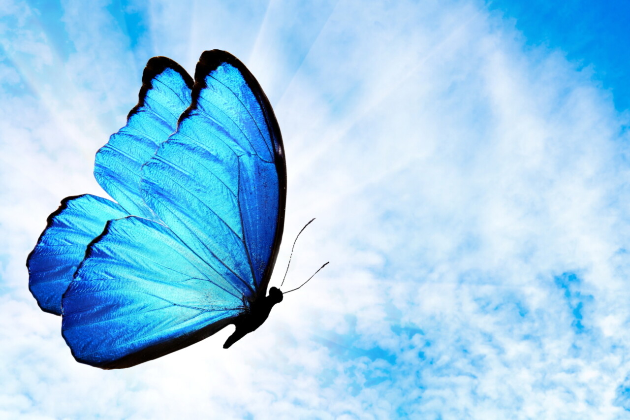 Blue Butterfly newsletter