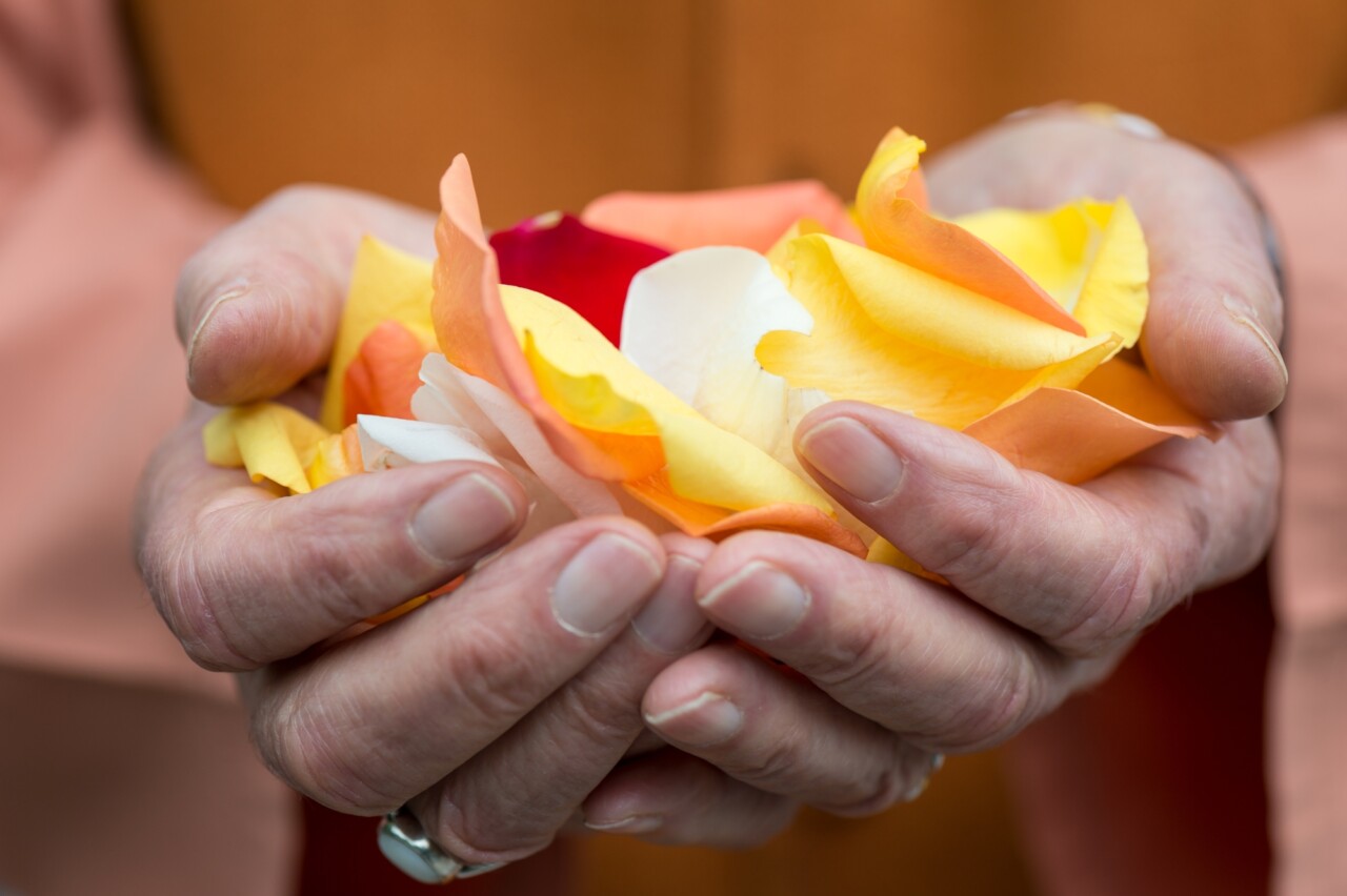 Hands Holding Rose Petals