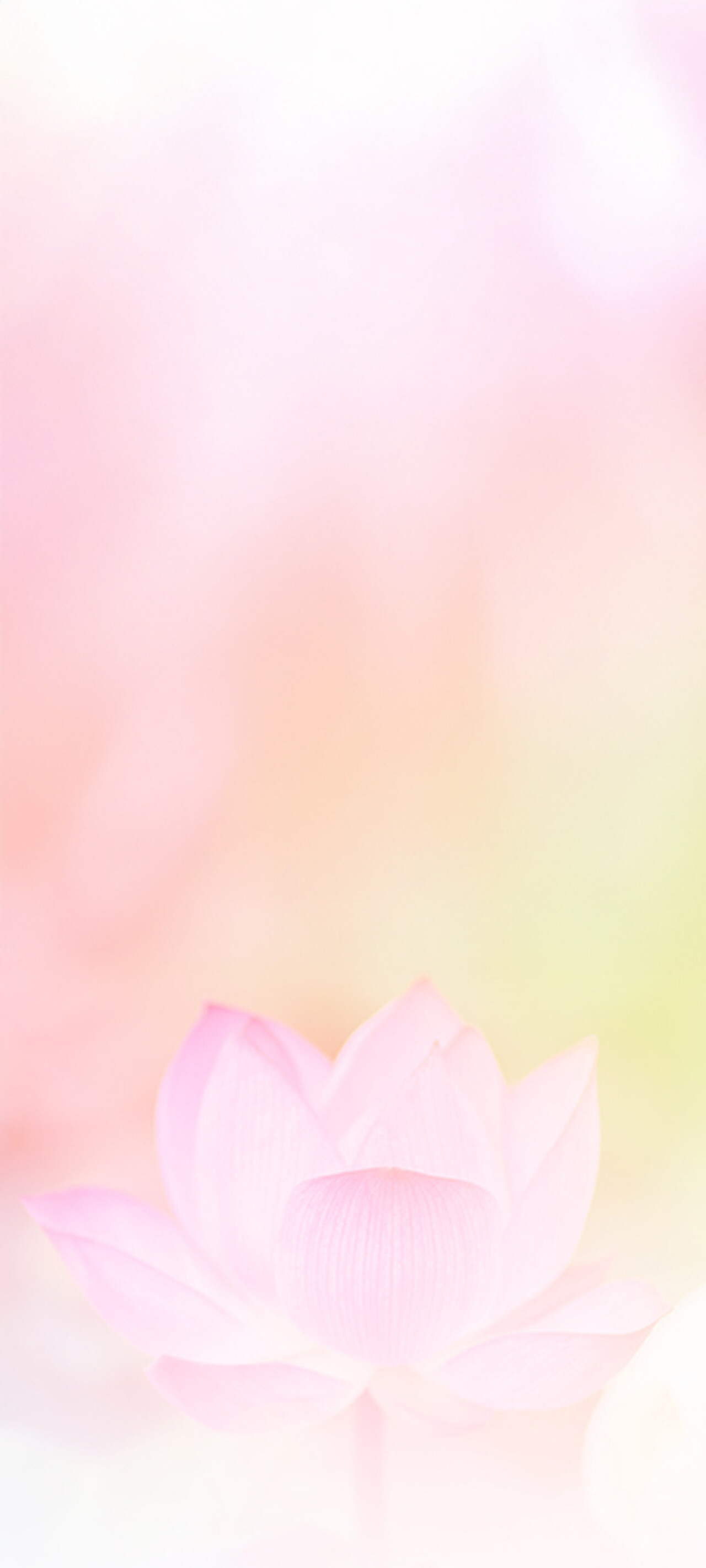 SRF Website Wide Card colorful bg with lotus 360x800