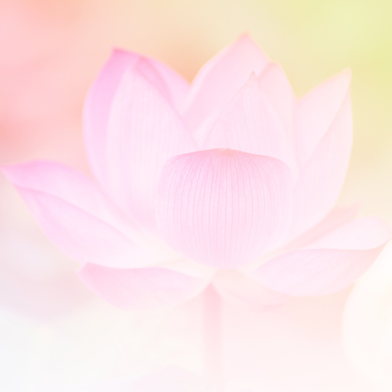 SRF Website Wide Card colorful bg with lotus 768x768