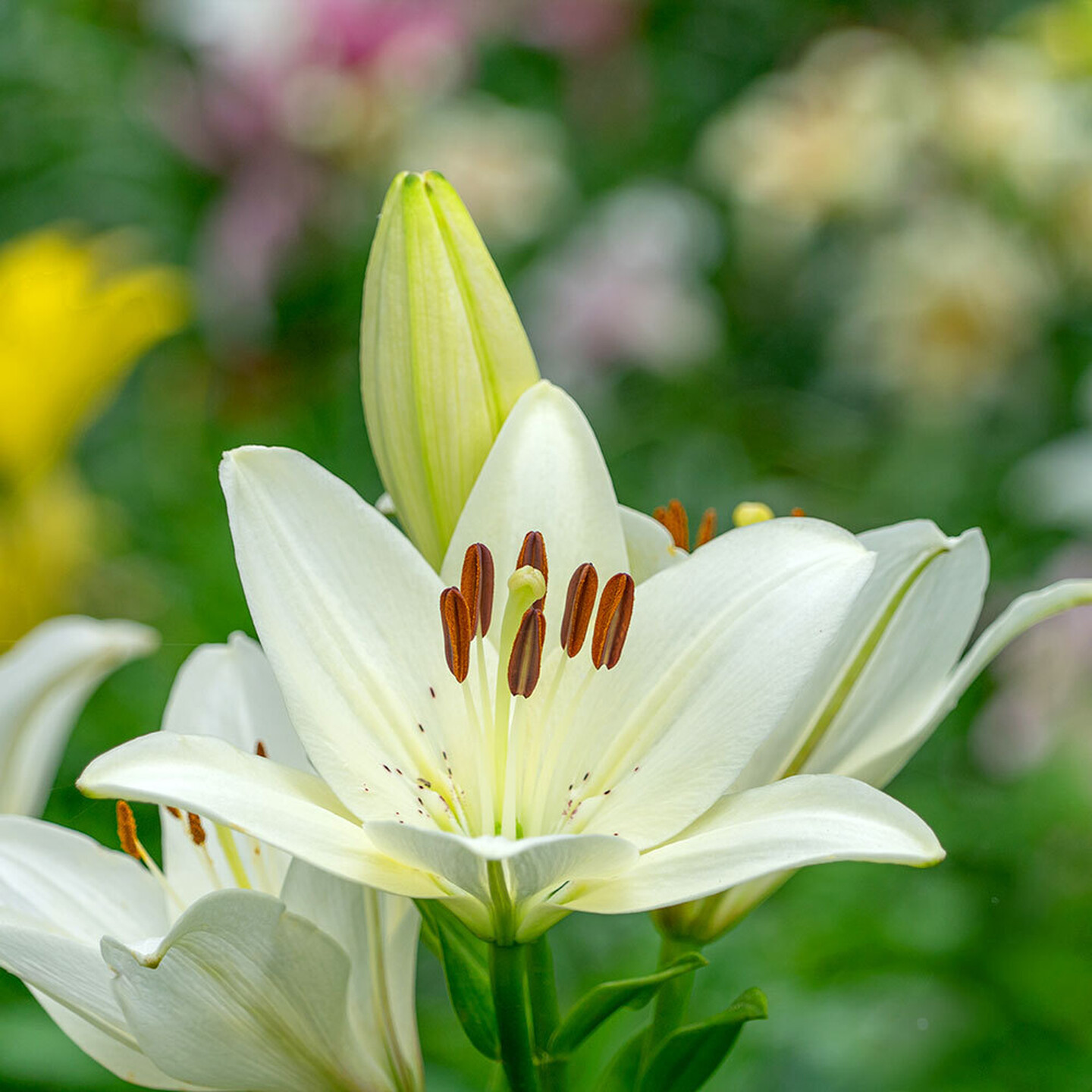 2026 Easter Lily square