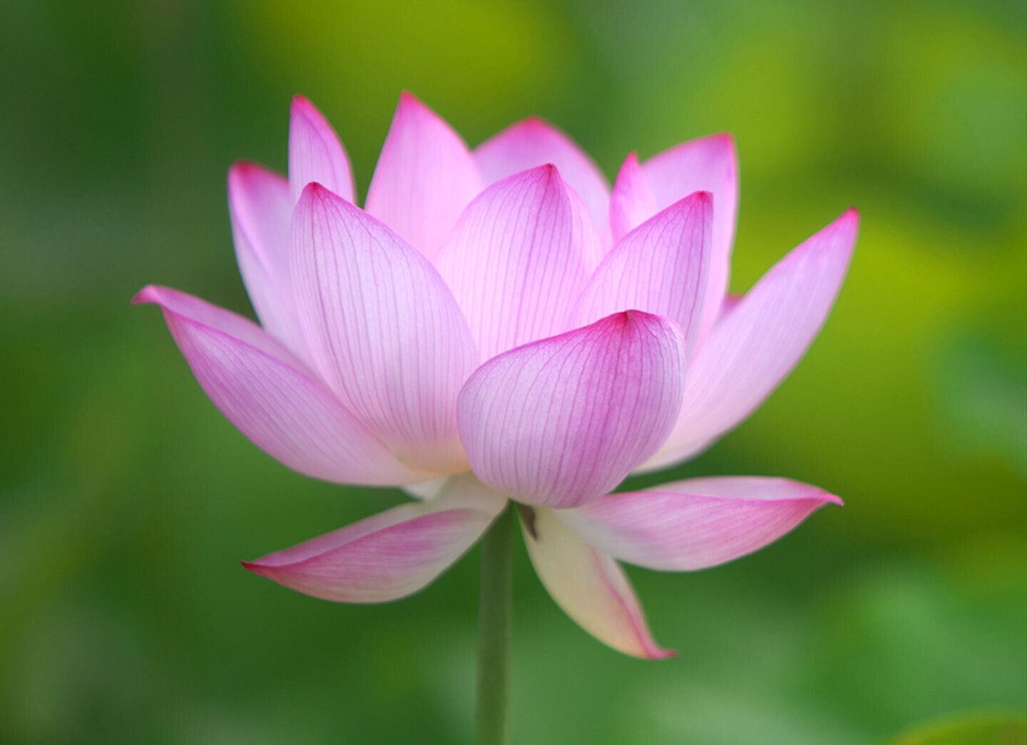 Awakening Divine Love 2026 February Retreat 4x3