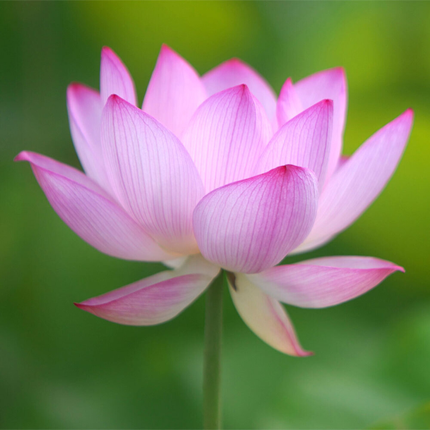 Awakening Divine Love 2026 February Retreat square