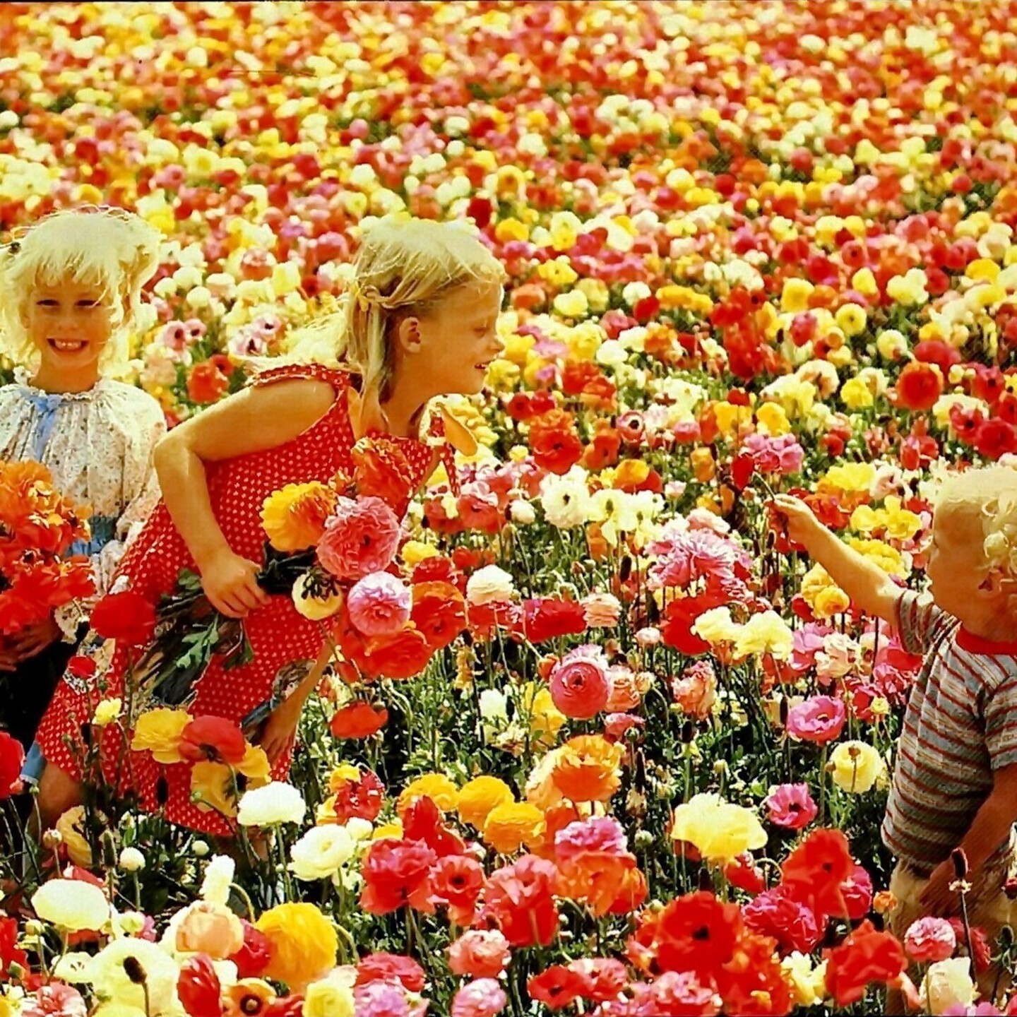 Creating Harmony 1985 Spring exp