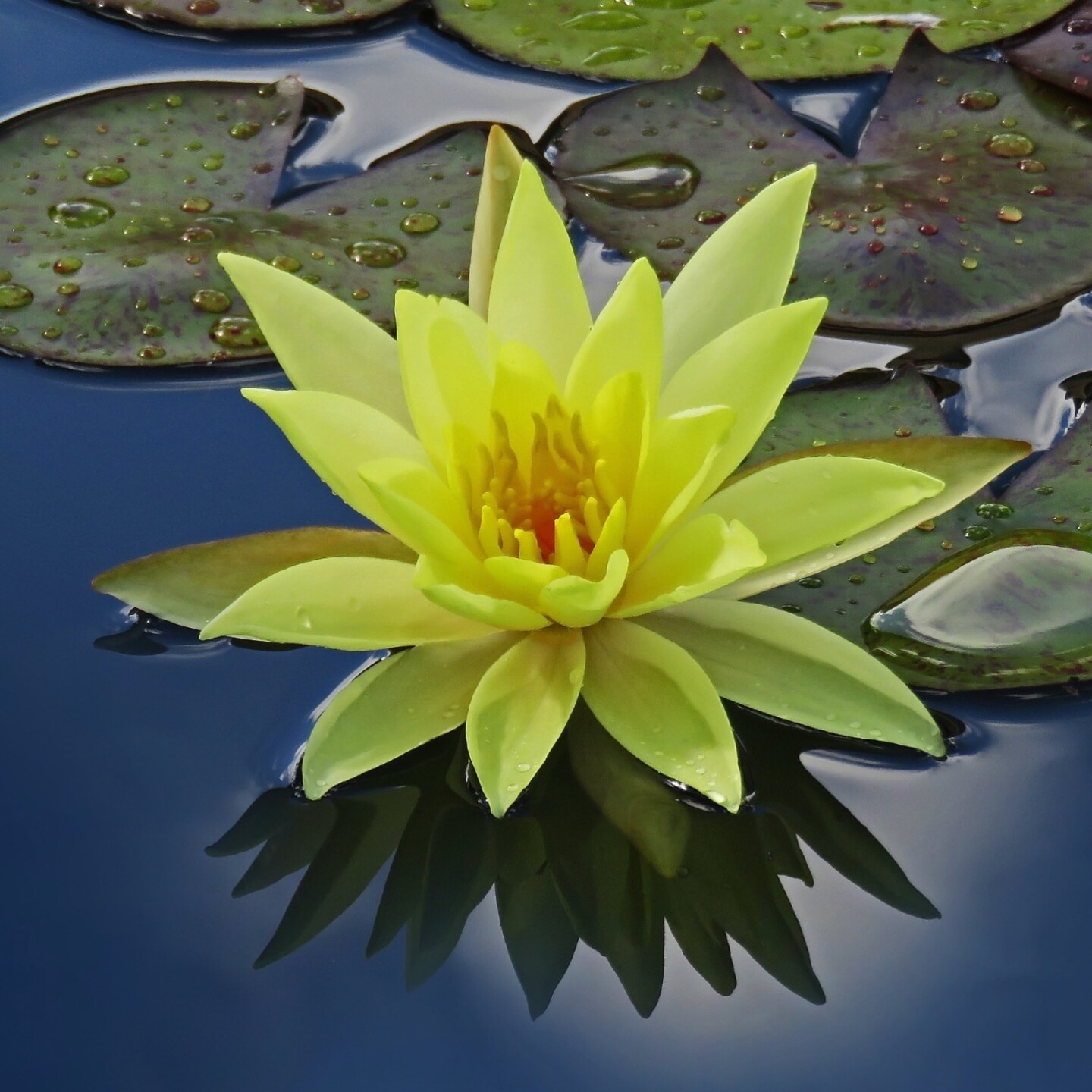 Yellow Lotus Sq
