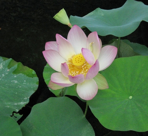 Lotus At Mother Center