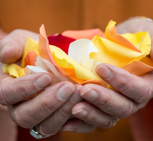 Hands Holding Rose Petals