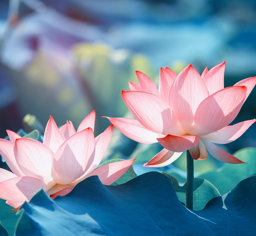 Lotus Attune With the Guru SQ