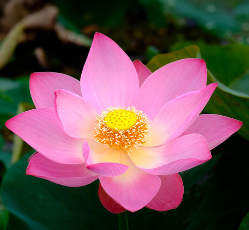 One time Gift 2026 May Appeal