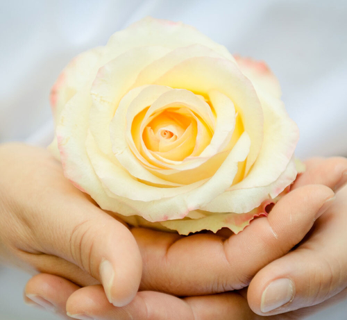 Yello rose in palm of hands square