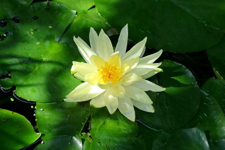 What is Peace - Lotus flower