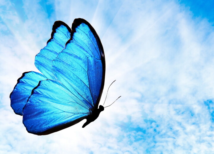 Blue Butterfly Blog