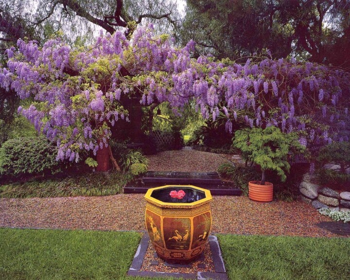 Crop 1280Px Witdth June 3 Mw Wisteria And Chinese Pot