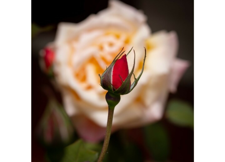 Rose bud and bloom blog